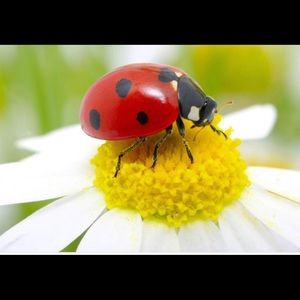 Meet your Posher, Ronda